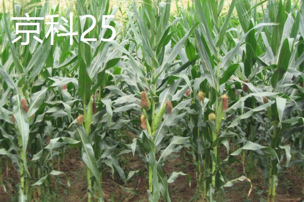 硬粒玉米的品种,有京科25、新引KX9384等