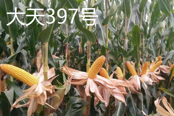 硬粒玉米的品种,有京科25、新引KX9384等
