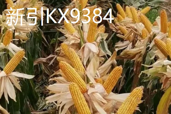 硬粒玉米的品种,有京科25、新引KX9384等