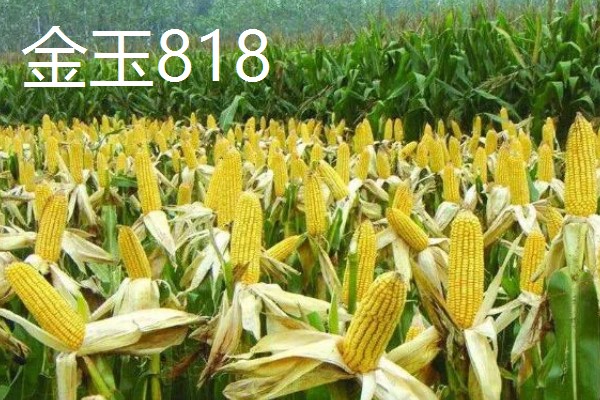 硬粒玉米的品种,有京科25、新引KX9384等