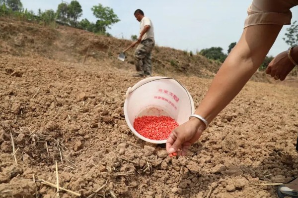 硬粒玉米的品种,有京科25、新引KX9384等