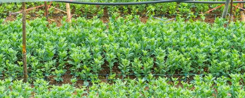 冰菜冬天如何过冬，需浇灌封冻水