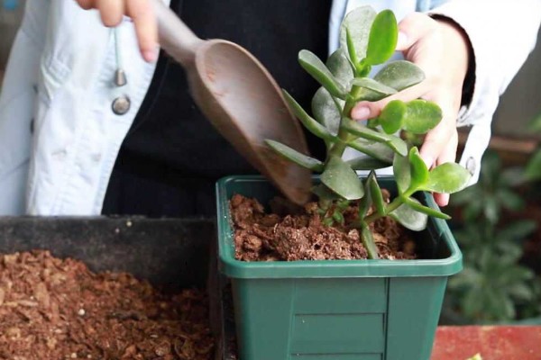 玉树换盆后植株萎蔫怎么办,放在有散射光的地方可缓解萎蔫情况