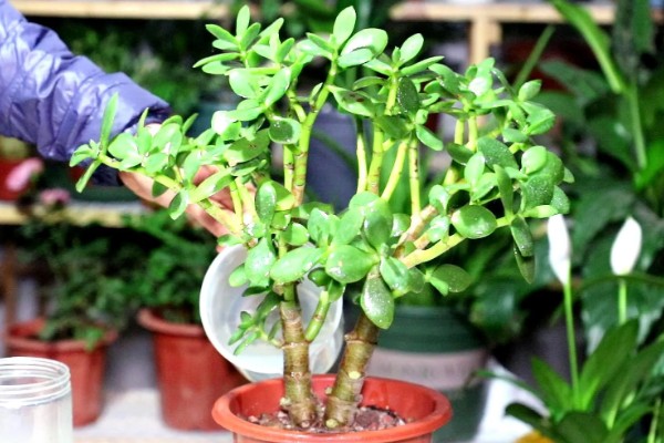 玉树换盆后植株萎蔫怎么办,放在有散射光的地方可缓解萎蔫情况