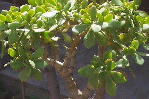 玉树换盆后植株萎蔫怎么办,放在有散射光的地方可缓解萎蔫情况