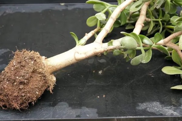 玉树换盆后植株萎蔫怎么办,放在有散射光的地方可缓解萎蔫情况