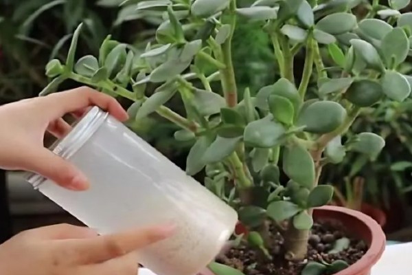 玉树换盆后植株萎蔫怎么办,放在有散射光的地方可缓解萎蔫情况