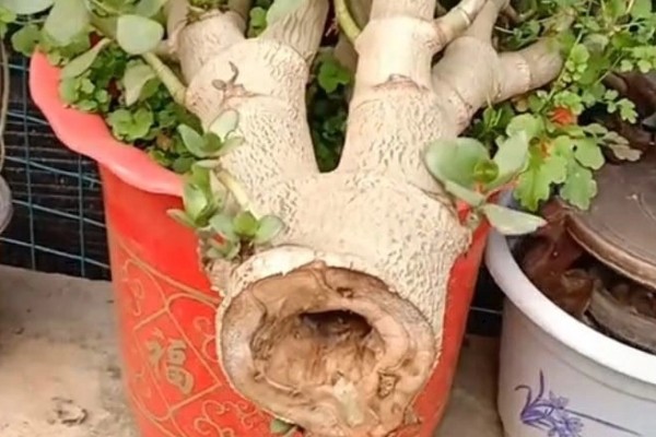 玉树换盆后植株萎蔫怎么办,放在有散射光的地方可缓解萎蔫情况