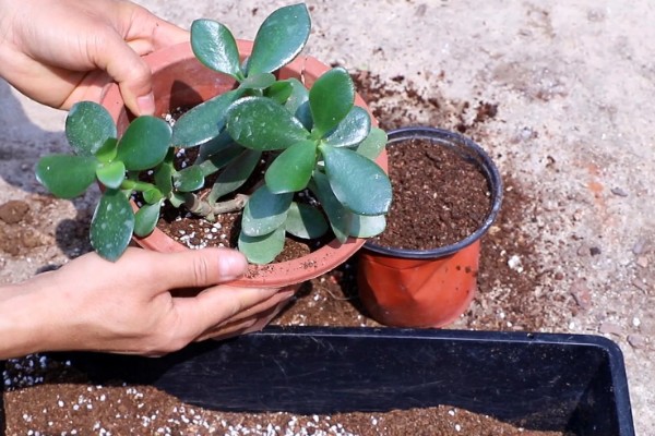 玉树换盆后植株萎蔫怎么办,放在有散射光的地方可缓解萎蔫情况