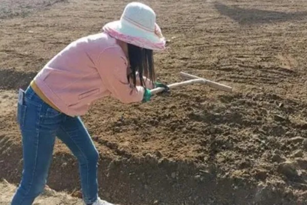 苜蓿的种植方法，出苗后要及时对田间进行查苗