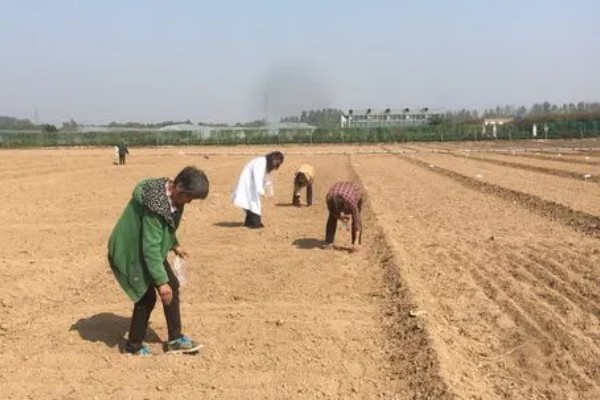 苜蓿的种植方法，出苗后要及时对田间进行查苗