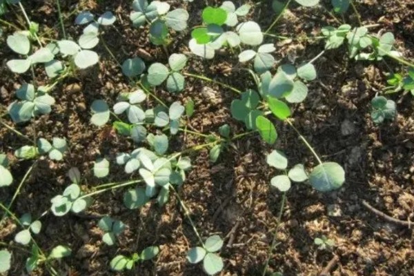 苜蓿的种植方法，出苗后要及时对田间进行查苗