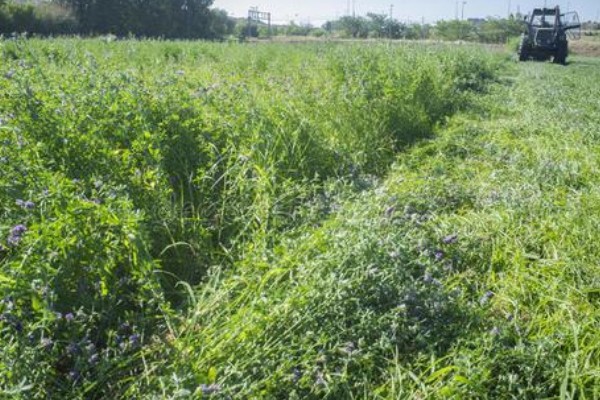 苜蓿的种植方法，出苗后要及时对田间进行查苗