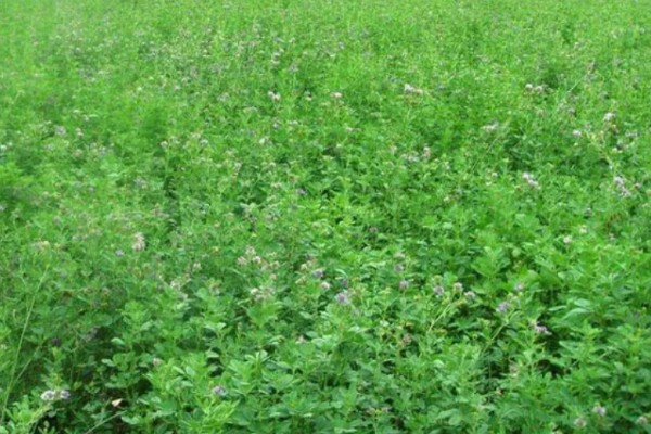 苜蓿的种植方法，出苗后要及时对田间进行查苗