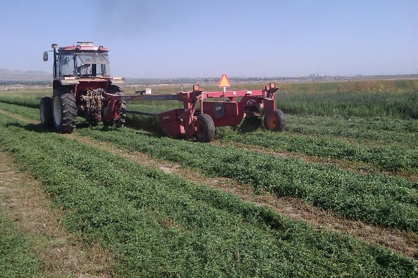 苜蓿的种植方法，出苗后要及时对田间进行查苗