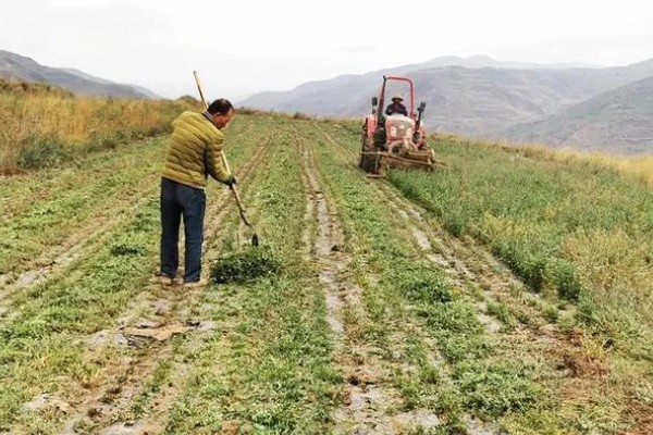 苜蓿的种植方法，出苗后要及时对田间进行查苗
