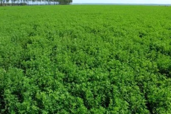 苜蓿的种植方法，出苗后要及时对田间进行查苗