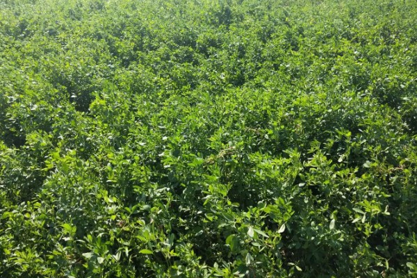 苜蓿的种植方法，出苗后要及时对田间进行查苗