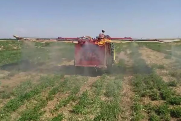 苜蓿的种植方法，出苗后要及时对田间进行查苗