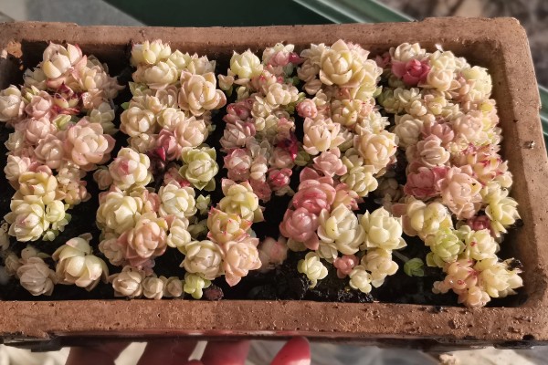 多肉切糕的养殖方法，，每隔3-5天浇一次水