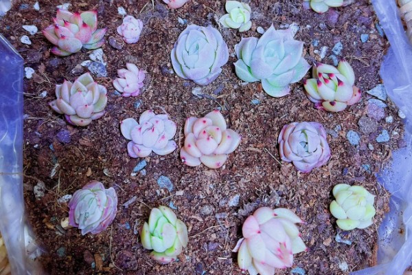 多肉切糕的养殖方法，，每隔3-5天浇一次水