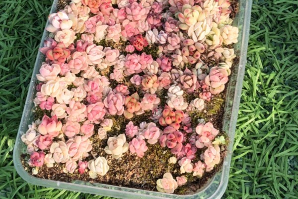 多肉切糕的养殖方法，，每隔3-5天浇一次水