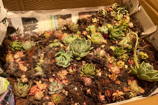 多肉切糕的养殖方法，，每隔3-5天浇一次水