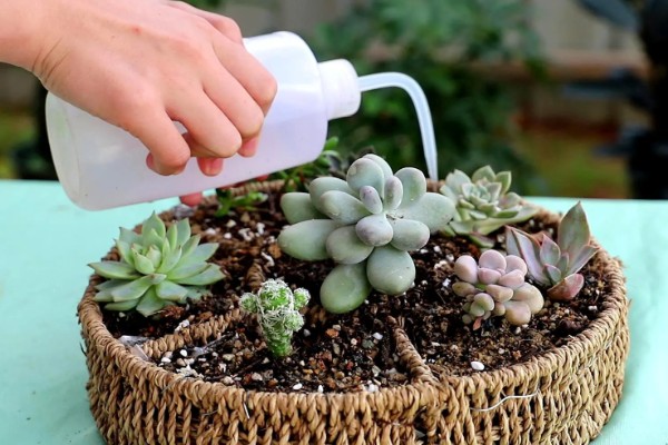 多肉切糕的养殖方法，，每隔3-5天浇一次水