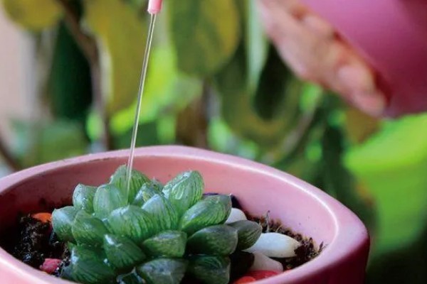 多肉切糕的养殖方法，，每隔3-5天浇一次水