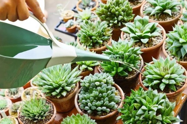 多肉切糕的养殖方法，，每隔3-5天浇一次水