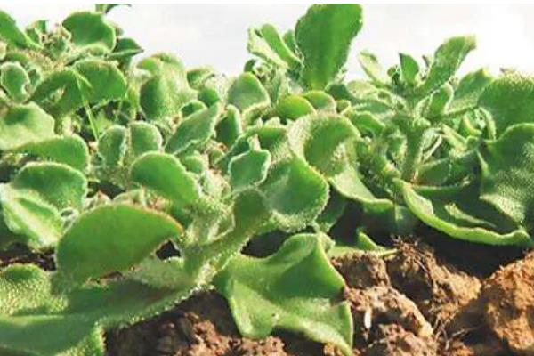 冰菜冬天如何过冬，需浇灌封冻水