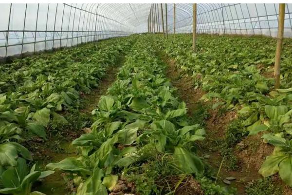 冰菜冬天如何过冬，需浇灌封冻水