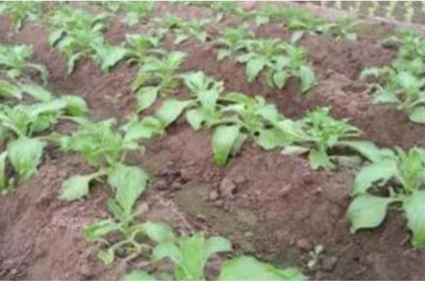 冰菜冬天如何过冬，需浇灌封冻水