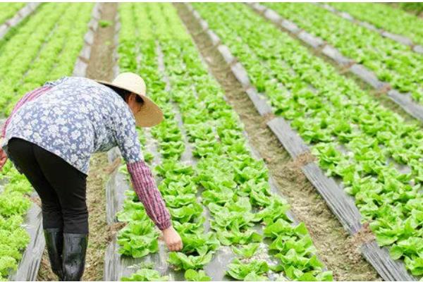 冰菜冬天如何过冬，需浇灌封冻水