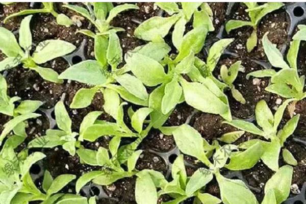 冰菜冬天如何过冬，需浇灌封冻水