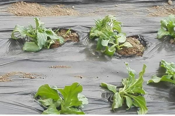 冰菜冬天如何过冬，需浇灌封冻水