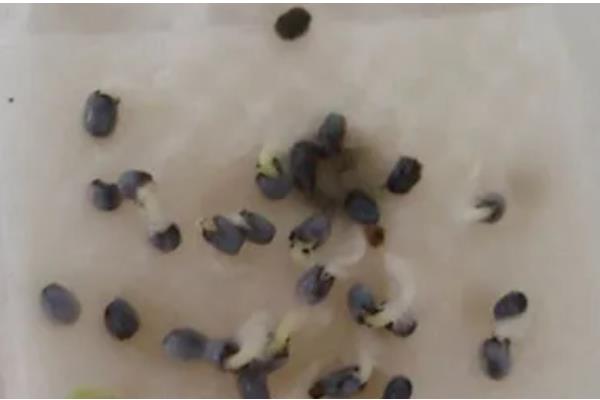 冰菜冬天如何过冬，需浇灌封冻水