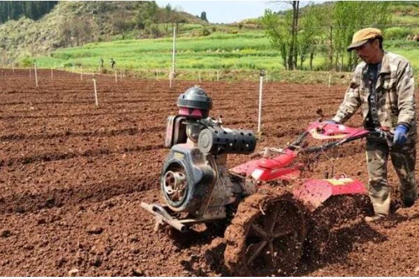 冰菜冬天如何过冬，需浇灌封冻水