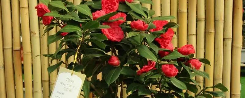 茶花掉叶子怎么办，光照强烈时要遮阴