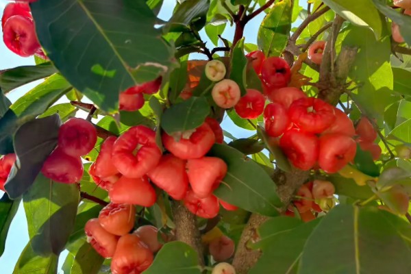 莲雾种植几年能挂果,种植一年可以挂果