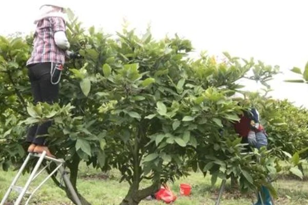 莲雾种植几年能挂果,种植一年可以挂果