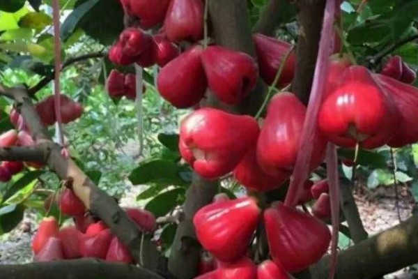 莲雾种植几年能挂果,种植一年可以挂果