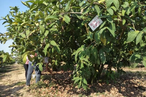 莲雾种植几年能挂果,种植一年可以挂果