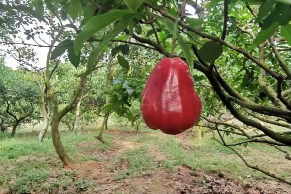 莲雾种植几年能挂果,种植一年可以挂果