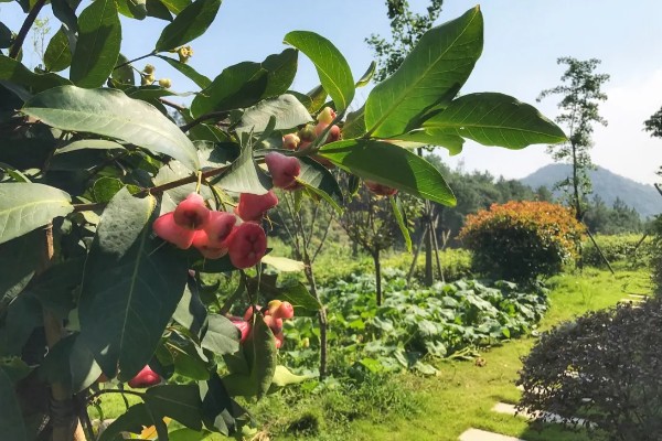 莲雾种植几年能挂果,种植一年可以挂果