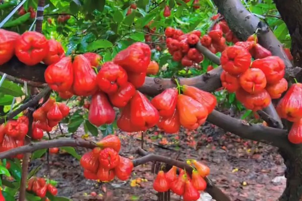 莲雾种植几年能挂果,种植一年可以挂果