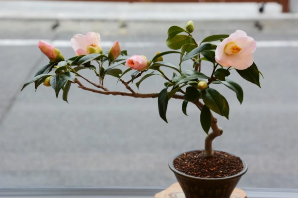 茶花掉叶子怎么办,光照强烈时要遮阴