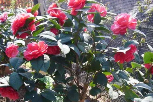 茶花掉叶子怎么办,光照强烈时要遮阴