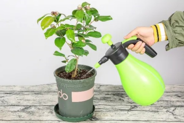 茶花掉叶子怎么办,光照强烈时要遮阴