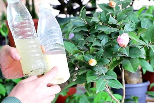 茶花掉叶子怎么办,光照强烈时要遮阴